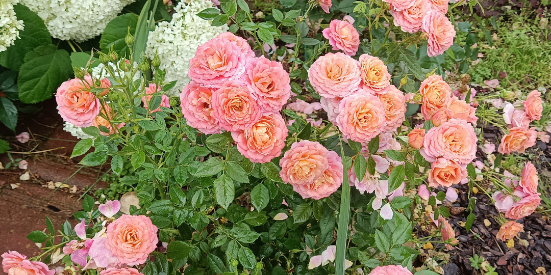 ОПЯТЬ ЗАМОРОЗКИ. СПАСАЕМ РОЗЫ