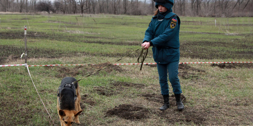 Калужская полиция разбирается в обстоятельствах убийства двух хозяйских собак