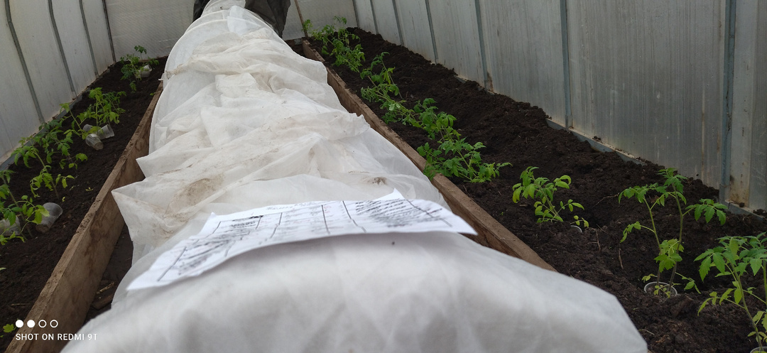 Плюсы и минусы ранней высадки томатов в неотапливаему теплицу(советы новичкам).