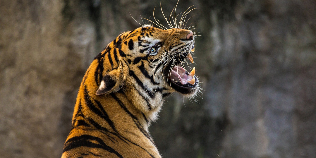 Росгосцирк: после инцидента с тигром будут проведены дополнительные проверки