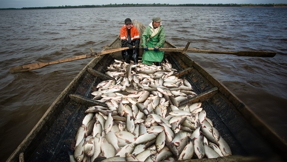 "Настоящая напасть": наводнивший Эстонию язь рушит мечты рыбаков о богатстве