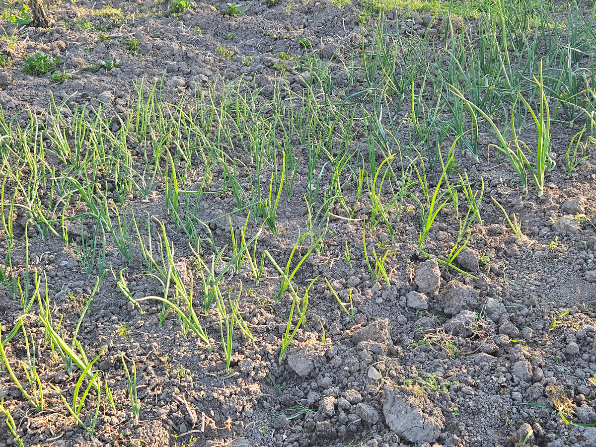 Лук весеннего посева