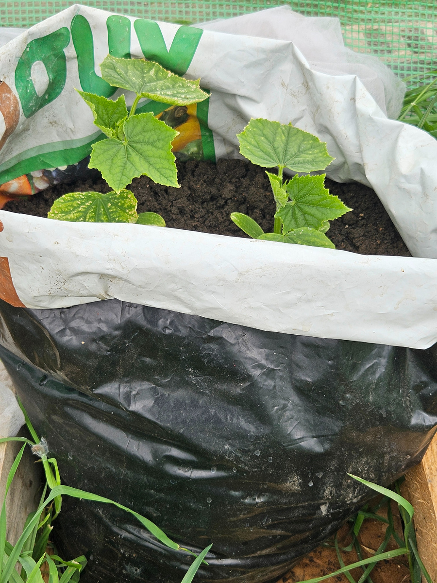 Сорт "Лихач"