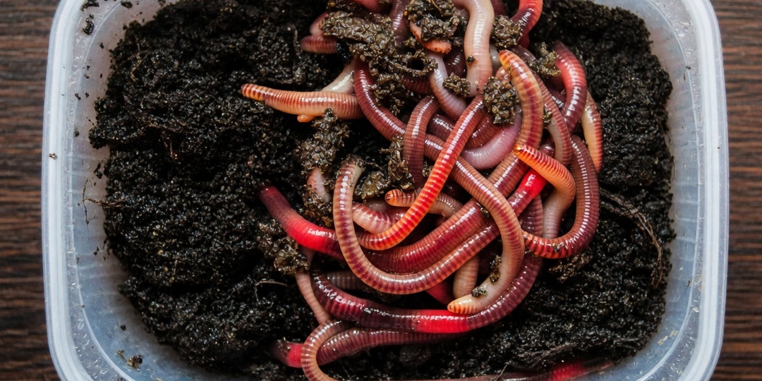 Жалею что не знал про этот способ хранения червей - живут до 3 месяцев