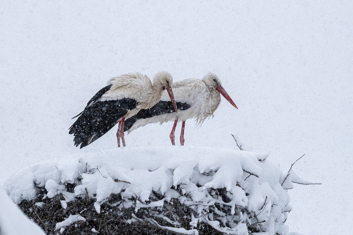 Фото с сайта: https://www.konhaber.com/fotogaleri-beysehir_de_yuvalarina_yerlesen_leyleklere_kar_surprizi-2341.html