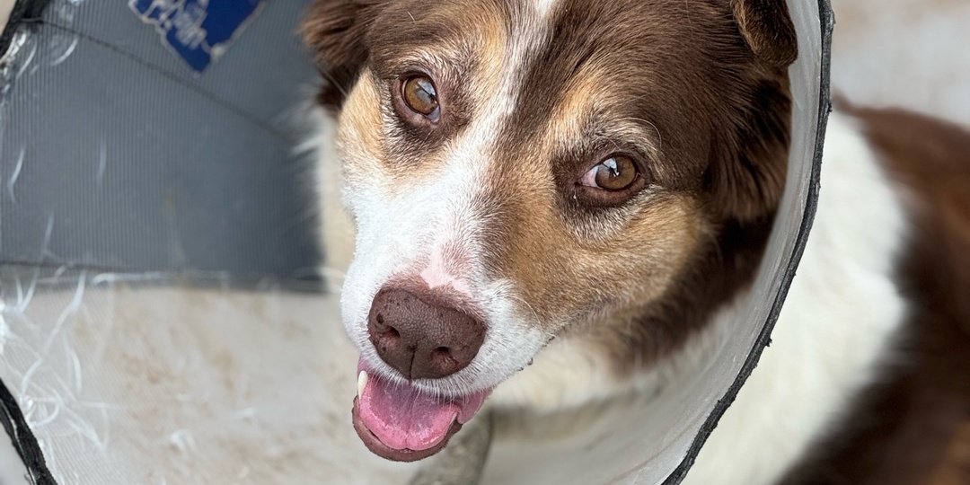 Машка: простая дворняжка, которой не повезло