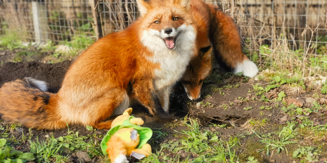 Мы построим новый дом. Дневник лисы