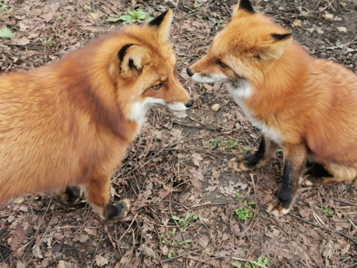 Лиса Фокси и лиса Василиса (справа)