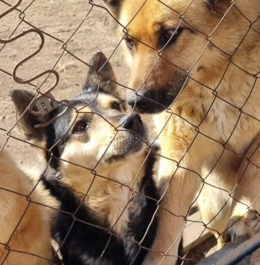 😭 СРОЧНО! Приют «Лучший друг» (400+ животных) на грани голода!