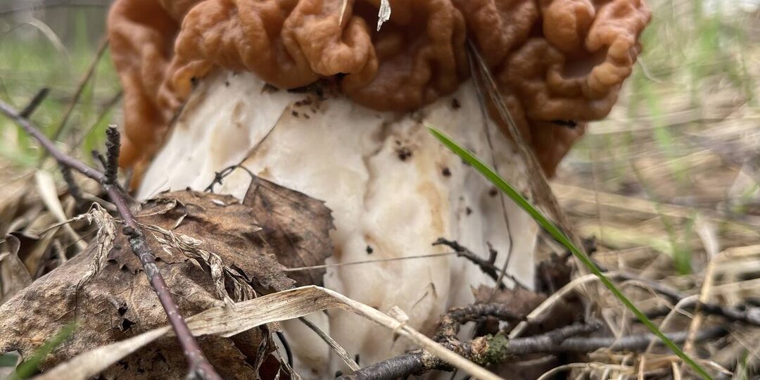 Как с грибами? (две трети апреля). "Природа шепчет - открывай..."