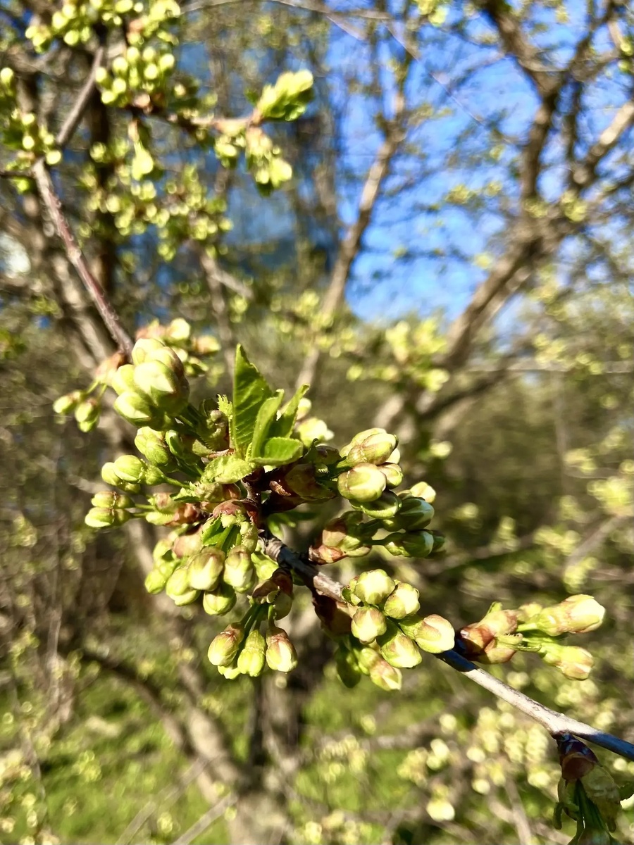           Это   зацветает вишня.