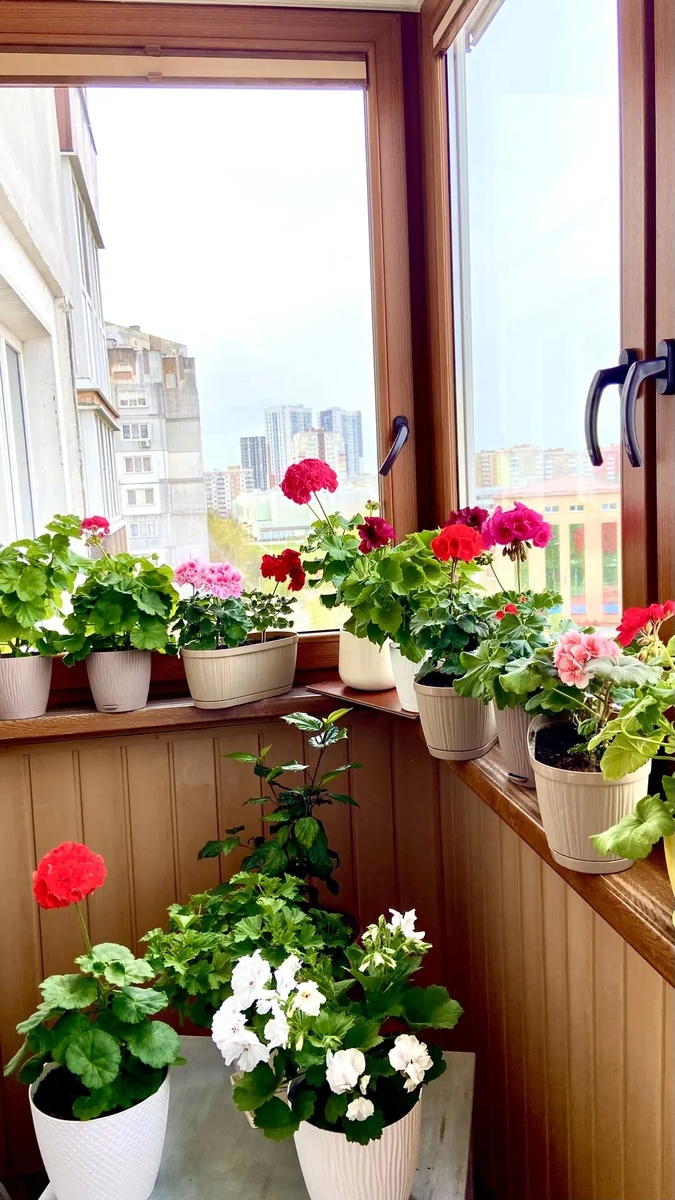  Цветы на балконе у моей дочери.
