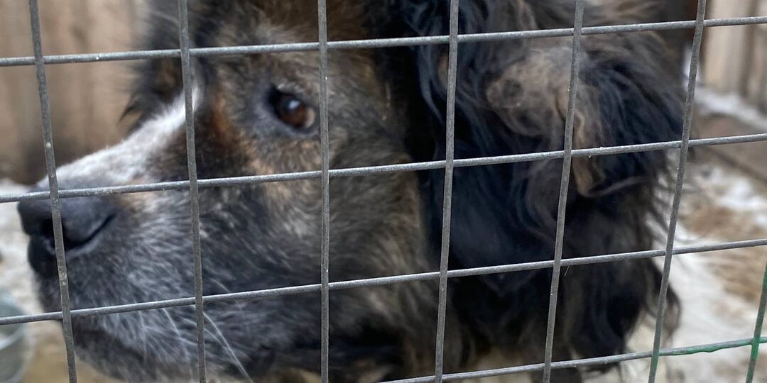 День Стольника - очень важный день для приюта!