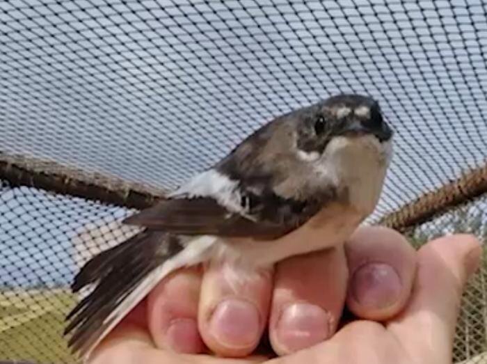 В Калининграде заметили африканскую мухоловку-пеструшку