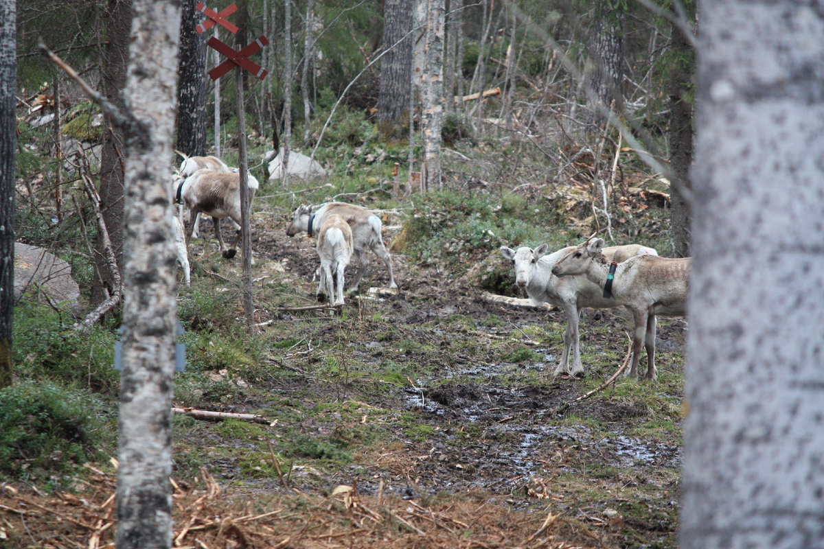 Боязливые олени.