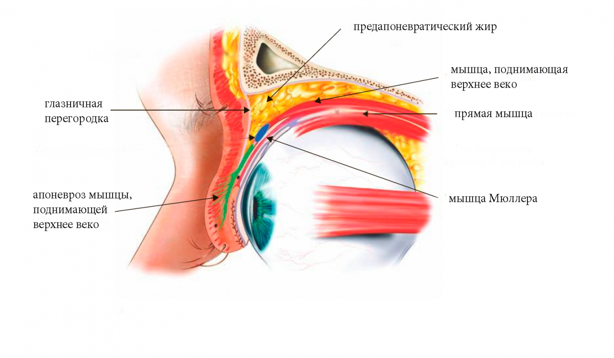 Фото из открытых источников: Shutterstock