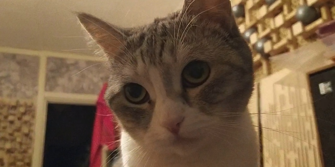 Воскресные разговоры с кошкой Тигрой