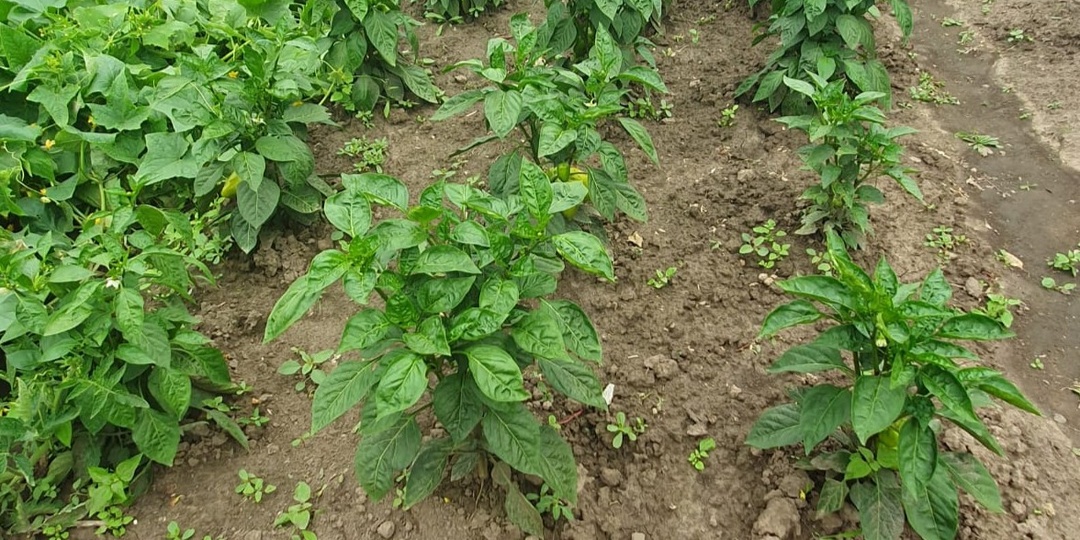 Как формировать перец: разобрался за 1 сезон и теперь снимаю по 18-25 плодов с куста