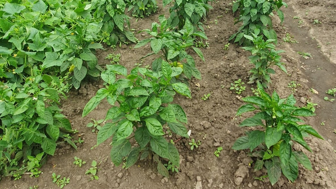 Куст выглядит здорово, но плодов почти нет. Листва победила.