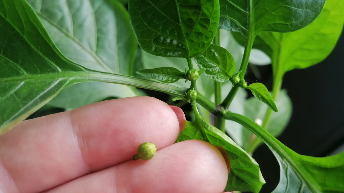 Коронный бутон — вот он, прямо в развилке. Убираю пальцами при высадке.