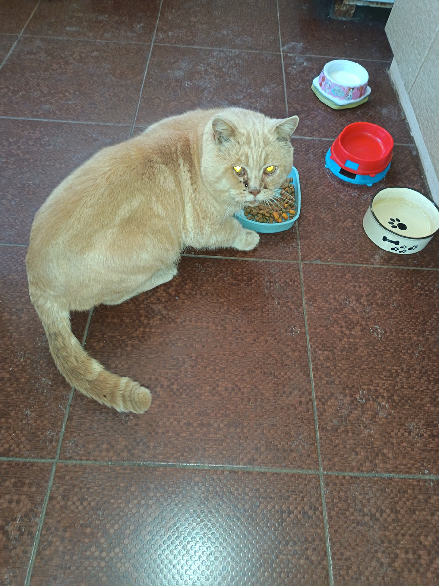 Котик в гостях