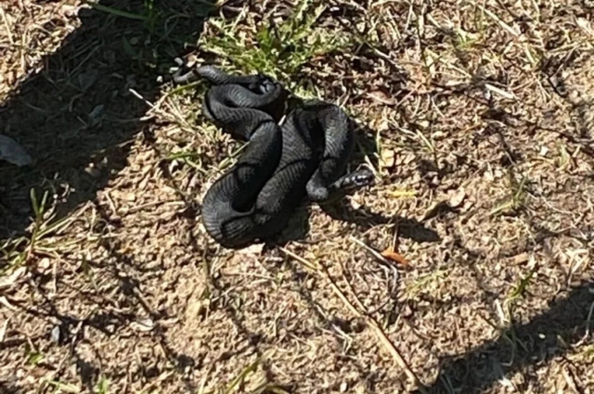    В Пермском крае можно встретить три вида змей.