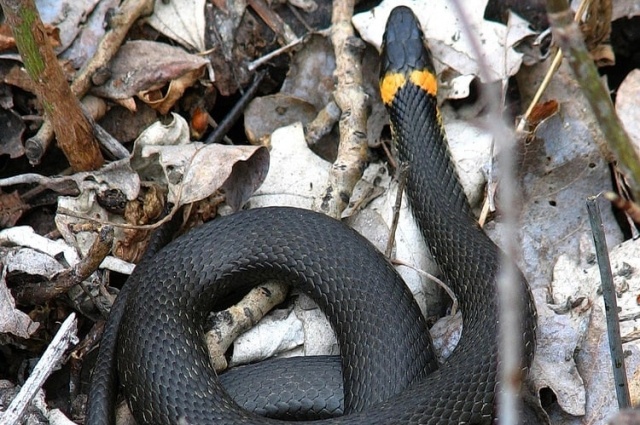    Фото: Кунгурская служба спасения