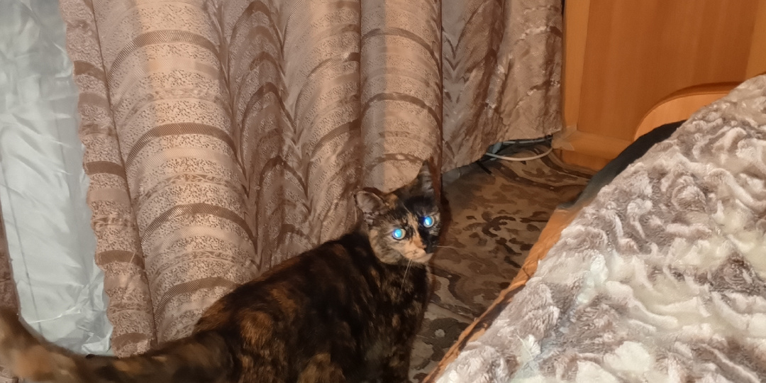 Рассада не очень. Кошка. Подарок от сына.