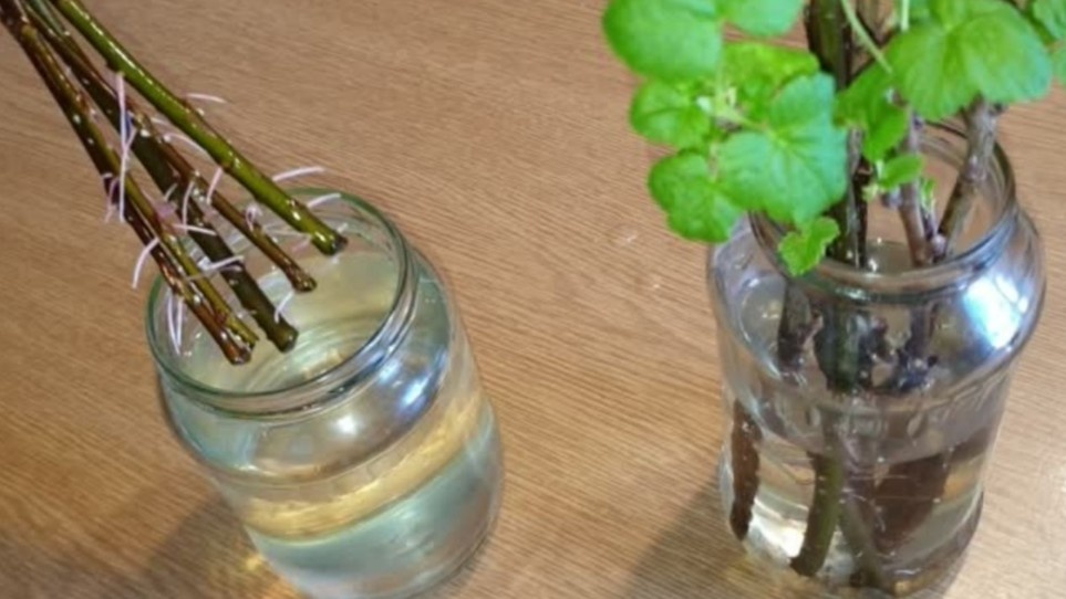 Вот так выглядят черенки смородины через 30 дней в воде — корни уже есть, но я все равно нашел способ проще