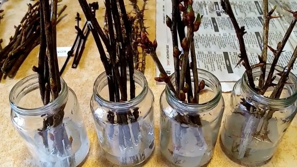 Два сантиметра воды — не больше. Именно столько нужно, чтобы черенок не подгнивал снизу