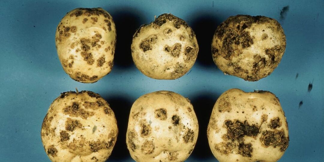 Парша сожрала мою картошку: как я её победила, какие сорта спасли и почему известь — табу