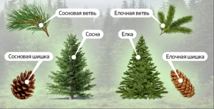 Игловидные — типичные хвоинки в виде игл. Такую хвою имеют сосны, ели, пихты, лиственницы.