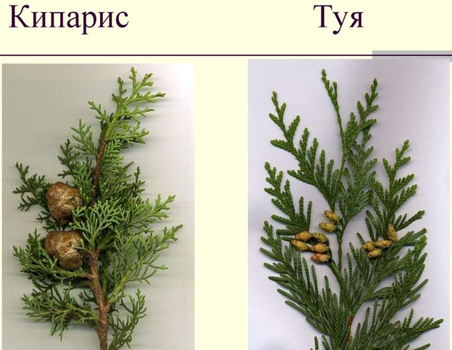 Чешуевидные — характерны для семейства кипарисовых. К ним относятся туя западная, туя восточная (биота), а также большинство можжевельников.