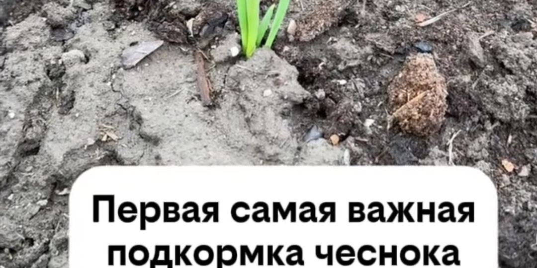 Первая самая важная подкормка чеснока после всходов! Не пропустите!