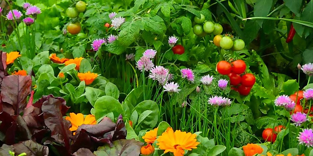 Секретные соседи томатов: какие цветы и травы сделают помидоры вкуснее, здоровее и урожайнее