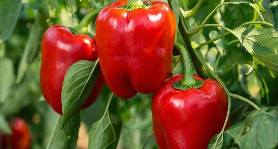 Смех соседей сменился завистью: зачем под каждый куст перца кладут старые колготки и какой это дает эффект