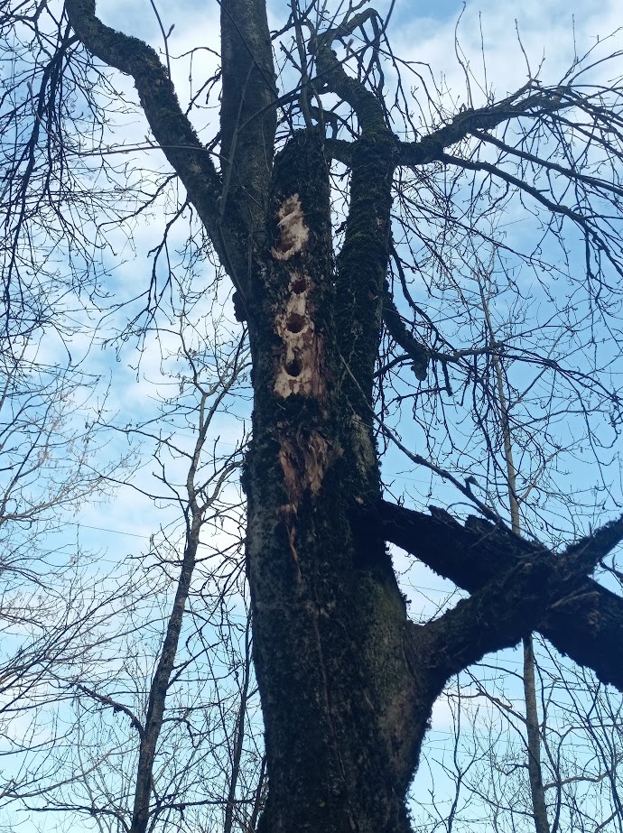 Работа дятла.