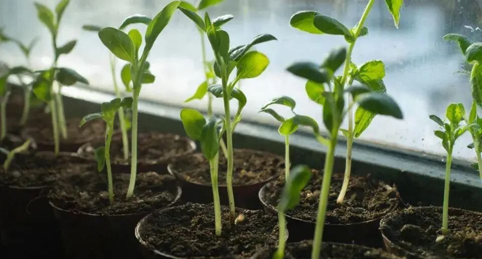 Жирный плодородный чернозем без навоза: простой способ, который реально работает