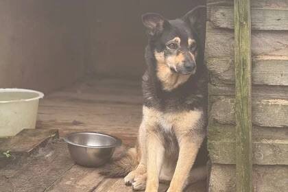 🐶 «До 15 мая или эвтаназия»: приют «Друг» отчаянно ищет, куда пристроить 130 спасённых жизней