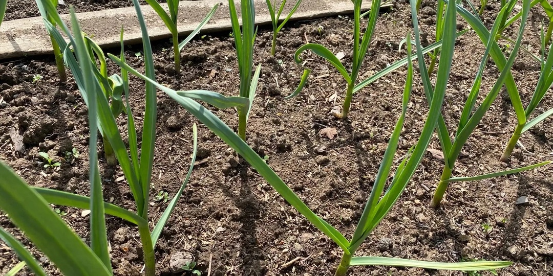 Чеснок будет размером с кулак: аптечное средство за 10 рублей, которое скрывают продавцы удобрений