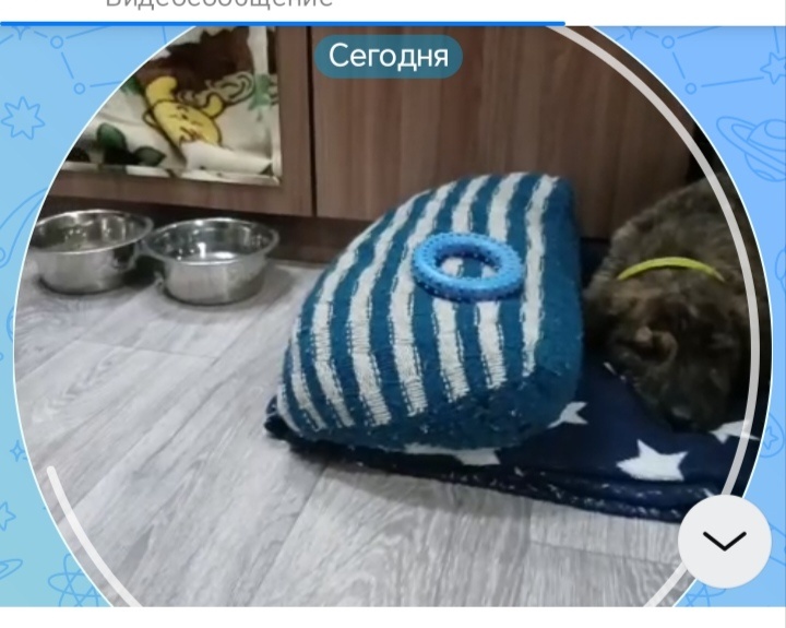 И лежаночка, и мисочки - все есть у Миши. Скриншот их видеоролика. 