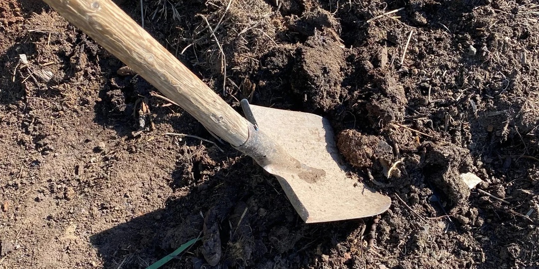 Забудьте про дорогие магазинные удобрения! Всего один копеечный продукт из кухни спасет весь ваш огород