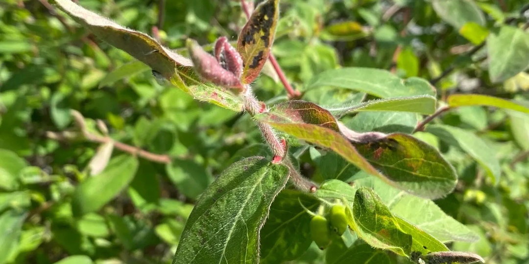 Больше никакой тли! Секретный состав, который выкидывают все, а он — золото для сада