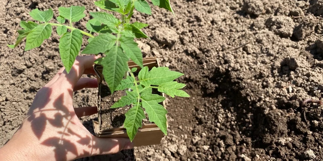 Один полив — и рассада превращается в мощные деревья: как я ускоряю рост в 2 раза, стебли толстые, рассада коренастая