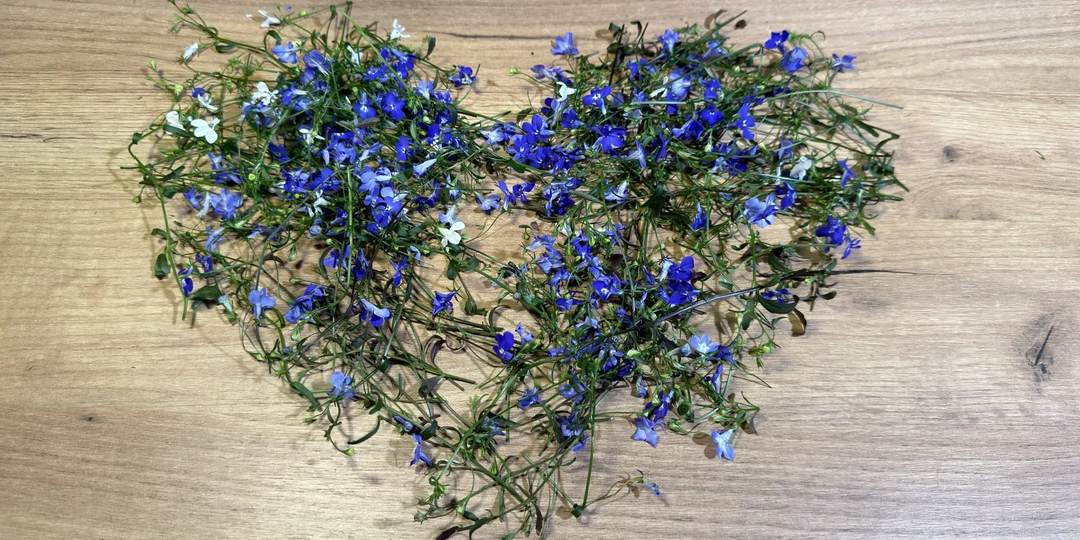 Сделайте это с рассадой цветов уже сейчас — 5 простых шагов, которые спасут от слабых кустов и дадут пышное цветение