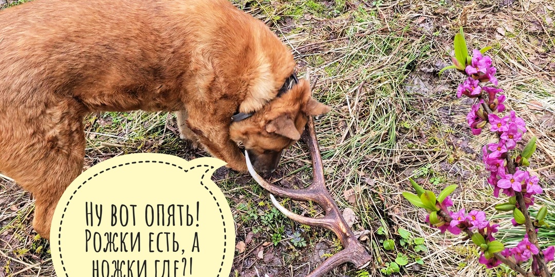 Ушли с Псом Кубиком в лес, нашли поляны грибов. Я нашла олений рог!