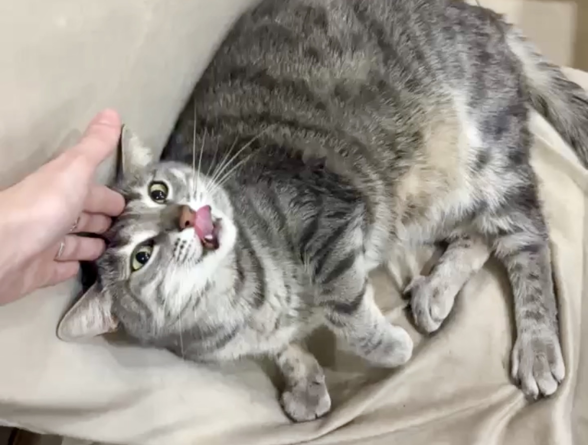 Сами теперь фокусы показывайте 😼