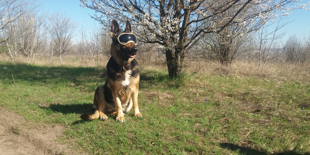 Алычовый рай