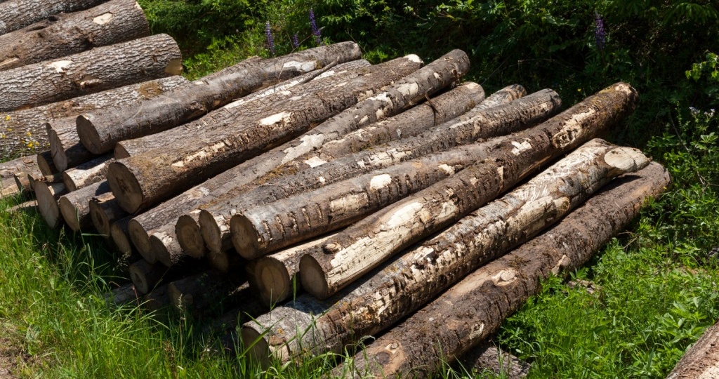 В Ульяновской области фирма возместила ущерб от незаконной рубки леса после вмешательства прокуратуры