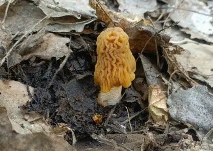 Миколог предупредил: где опасно собирать сморчки